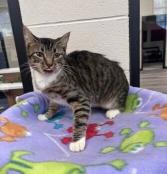 Rescue Domestic Short Hair Cats for Adoption in Dalton, Georgia - Abigail | PetCurious