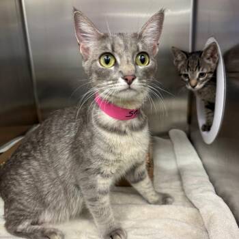 Task Rabbit -  Domestic Short Hair Cat for Adoption in Los Angeles, California - Task Rabbit | PetCurious