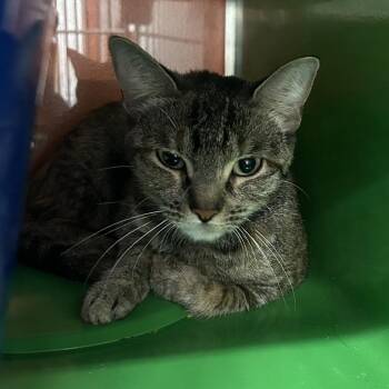 MARLEY -  Domestic Short Hair Cat for Adoption in Richmond, California - MARLEY | PetCurious
