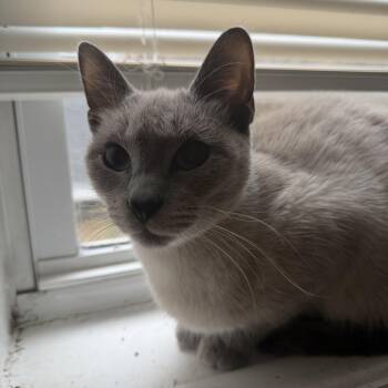 Bubbles -  Siamese Cat for Adoption in Philadelphia, Pennsylvania - Bubbles | PetCurious