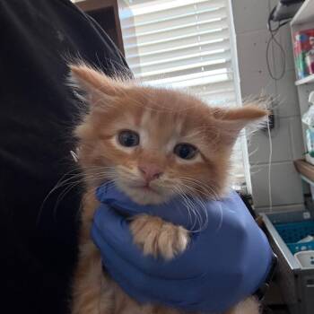 Yellow Mug -  Domestic Medium Hair Cat for Adoption in Biltmore Forest, North Carolina - Yellow Mug | PetCurious