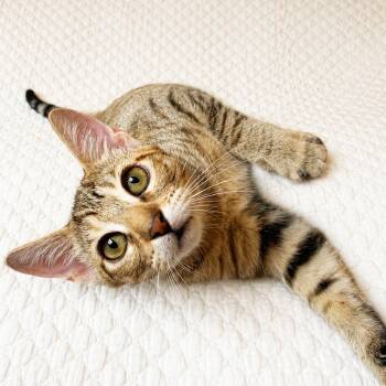 Finn -  Domestic Short Hair Cat for Adoption in Prosper, Texas - Finn | PetCurious