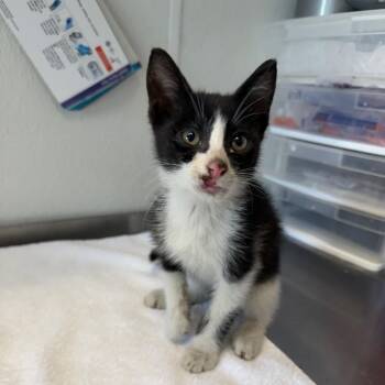 Jeffery -  Domestic Short Hair Cat for Adoption in Mankato, Minnesota - Jeffery | PetCurious