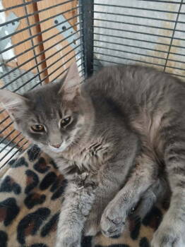 Rescue Domestic Short Hair Cats for Adoption in Thatcher, Arizona - Tawnie | PetCurious