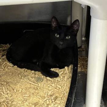 Geraldine -  Domestic Short Hair Cat for Adoption in Carencro, Louisiana - Geraldine | PetCurious