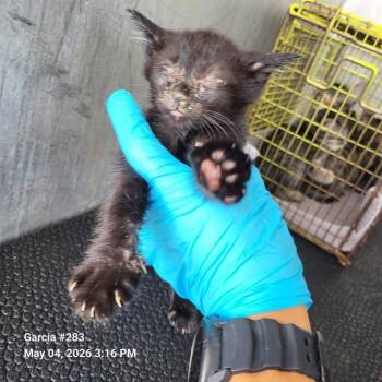 Domestic Short Hair Cats Available for Adoption in San Antonio, Texas - MARKIE | PetCurious