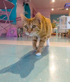 Kiki -  Domestic Short Hair Cat for Adoption in Dublin, Ohio - Kiki | PetCurious