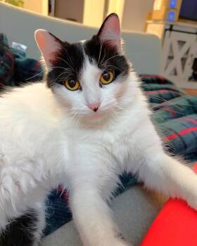 Domestic Medium Hair Cats Available for Adoption - Luna Bartley | PetCurious