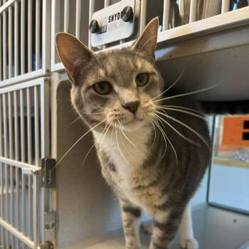 Dipper -  Domestic Short Hair Cat for Adoption in Cedar Rapids, Iowa - Dipper | PetCurious