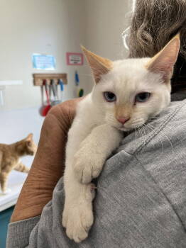 Rescue Domestic Short Hair Cats for Adoption in Emmett, Idaho - Kitten - Charlie | PetCurious