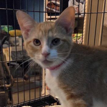 Emmy -  Domestic Short Hair Cat for Adoption in Hanna City, Illinois - Emmy | PetCurious