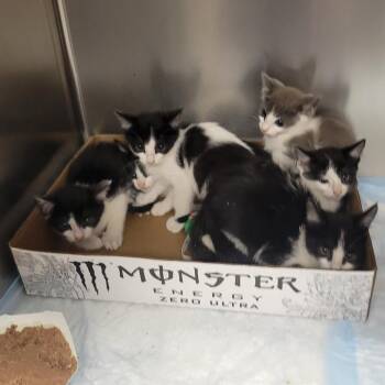70s Rock Band_2 -  Domestic Short Hair Cat for Adoption in Westminster, California - 70s Rock Band_2 | PetCurious