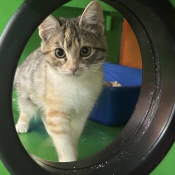 KATHIE -  Domestic Short Hair Cat for Adoption in Richmond, California - KATHIE | PetCurious