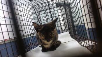 MARU -  Domestic Short Hair Cat for Adoption in Doral, Florida - MARU | PetCurious