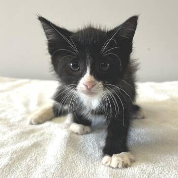 IVHS-Stray-139768 -  Domestic Short Hair Cat for Adoption in San Gabriel, California - IVHS-Stray-139768 | PetCurious