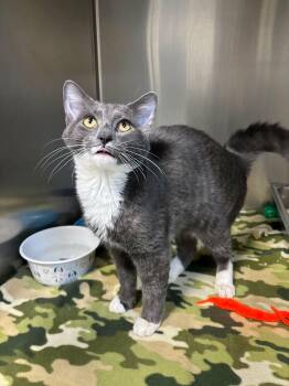 Oogie -  Domestic Short Hair Cat for Adoption in Lock Haven, Pennsylvania - Oogie | PetCurious