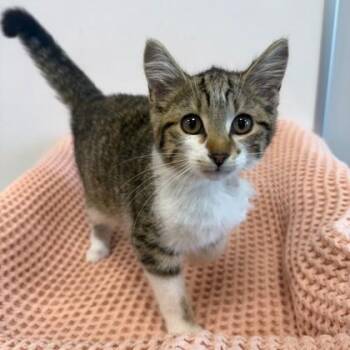 August -  Domestic Short Hair Cat for Adoption in Janesville, Wisconsin - August | PetCurious