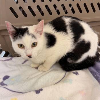 Domestic Short Hair Cats Available for Adoption in Scranton, Pennsylvania - Vino | PetCurious