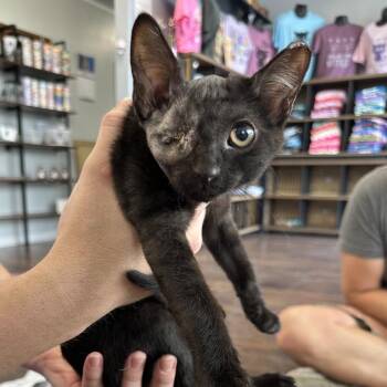 Baby -  Domestic Short Hair Cat Available for Adoption in Nashville, Tennessee - Baby | PetCurious