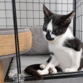 Miso -  Domestic Short Hair Cat for Adoption in Medford Lakes, New Jersey - Miso | PetCurious