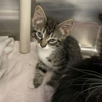 Gibson -  Domestic Long Hair Cat for Adoption in Enfield, New Hampshire - Gibson | PetCurious