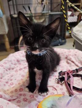 Domestic Short Hair Cats Available for Adoption in Sacramento, California - ROCKY | PetCurious