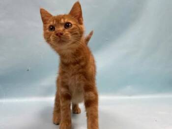 JR -  Domestic Short Hair Cat for Adoption in Minneapolis, Minnesota - JR | PetCurious