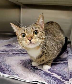 PRADA -  Domestic Short Hair Cat Available for Adoption in St. Peters, Missouri - PRADA | PetCurious