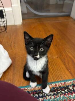 Rehoboth Beach -  Domestic Short Hair Cat Available for Adoption in Parkville, Maryland - Rehoboth Beach | PetCurious