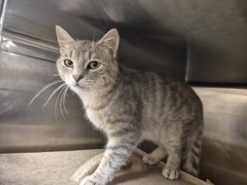 BANSHEE -  Domestic Short Hair Cat for Adoption in Hagerstown, Maryland - BANSHEE | PetCurious