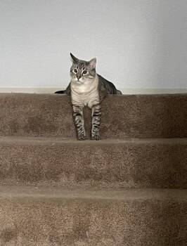 Siamese and Tabby Cats Available for Adoption - GHOST | PetCurious