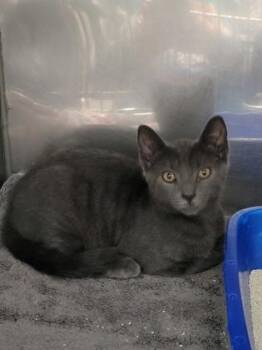 Johnathan -  Domestic Short Hair Cat for Adoption in Fishers, Indiana - Johnathan | PetCurious