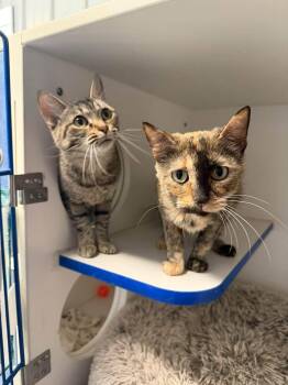 Lola and Anastasia -  Domestic Short Hair Cat for Adoption in Weldon, Illinois - Lola And Anastasia | PetCurious