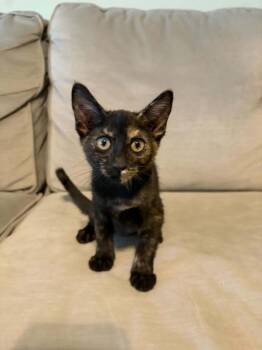 Bitty -  Domestic Short Hair Cat for Adoption in Tucson, Arizona - Bitty | PetCurious