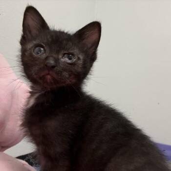 Holden -  Domestic Short Hair Cat for Adoption in Greenwood, Missouri - Holden | PetCurious