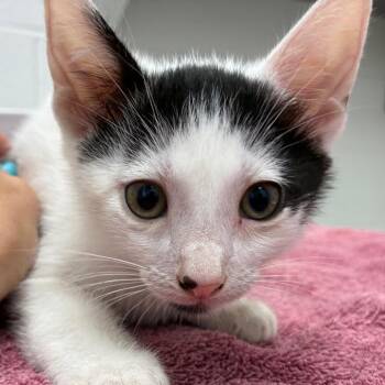 Charlie -  Domestic Short Hair Cat Available for Adoption in Corpus Christi, Texas - Charlie | PetCurious