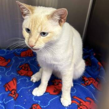 Rescue Siamese Cats for Adoption in Hannibal, Missouri - S'More | PetCurious