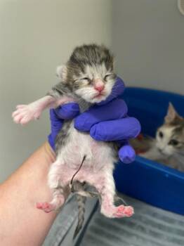 JOE -  Domestic Short Hair Cat for Adoption in Palmetto, Florida - JOE | PetCurious