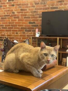 Andy -  Domestic Short Hair Cat for Adoption in Philadelphia, Pennsylvania - Andy | PetCurious