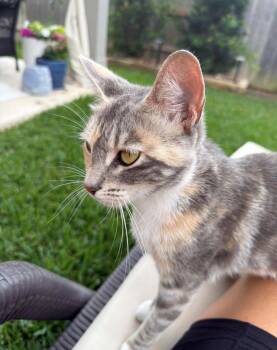 Dilute Tortoiseshell Cats Available for Adoption in Houston, Texas - Luna II | PetCurious