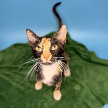 Twiggy -  Domestic Short Hair Cat for Adoption in San Antonio, Texas - Twiggy | PetCurious