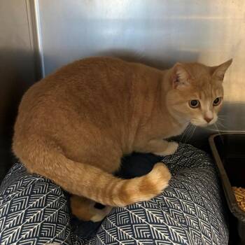 Domestic Short Hair Cats Available for Adoption - Sweetie | PetCurious