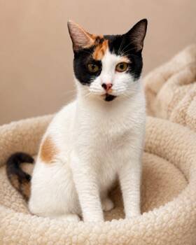 SNACK SHACK SHARON -  Domestic Short Hair Cat for Adoption in Cranston, Rhode Island - SNACK SHACK SHARON | PetCurious