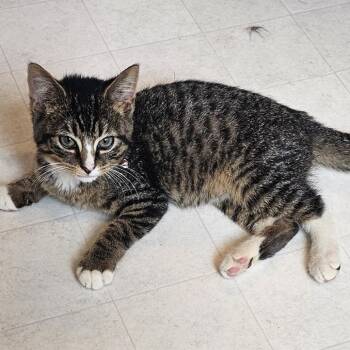 Sparkler -  Domestic Short Hair Cat for Adoption in Cincinnati, Ohio - Sparkler | PetCurious