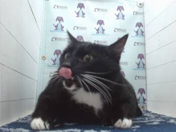 Rescue Domestic Short Hair Cats for Adoption in Orlando, Florida - JOEY | PetCurious