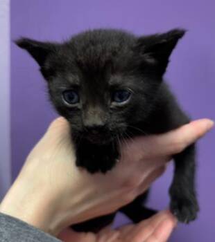 Domestic Short Hair Cats Available for Adoption in El Paso, Texas - *Seth | PetCurious