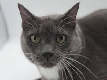 Domestic Short Hair Cats Available for Adoption in Portland, Oregon - Sebastian | PetCurious