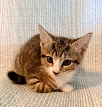 Clover -  Domestic Short Hair Cat for Adoption in New York, New York - Clover | PetCurious