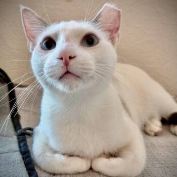 Sushi -  Siamese and Domestic Short Hair Cat for Adoption in Fort Worth, Texas - Sushi | PetCurious