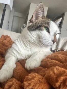 Domestic Short Hair Cats Available for Adoption - Lucky | PetCurious